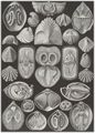 Haeckel, Ernst: Tafel 97: Spirobranchia. Spiralkiemer