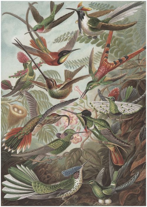 Haeckel, Ernst: Tafel 99: Trochilidae. Kolibris
