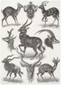 Haeckel, Ernst: Tafel 100: Antilopina. Antilopen