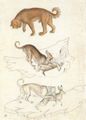 Pisanello: Hund-Hase-Gruppe nach Michelino