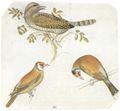 Pisanello: Singdrossel und zwei Stieglitze