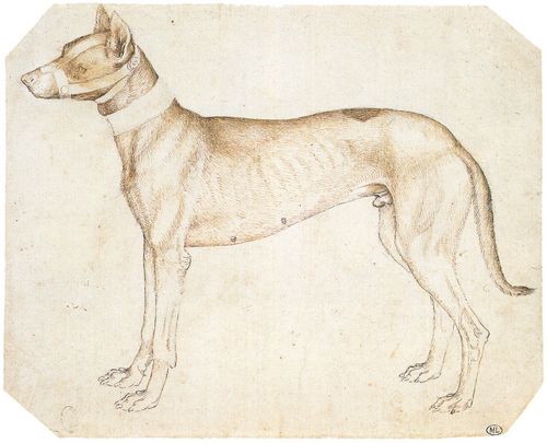 Pisanello: Windhund mit zugebundener Schnauze und Halsband nach links schauend