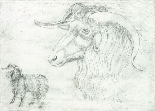 Pisanello: Widder und Widderkopf