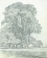 Constable, John: Ulmen im Old Hall Park, East Bergholt