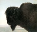 Bierstadt, Albert: Büffelkopf