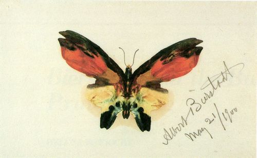 Bierstadt, Albert: Schmetterling