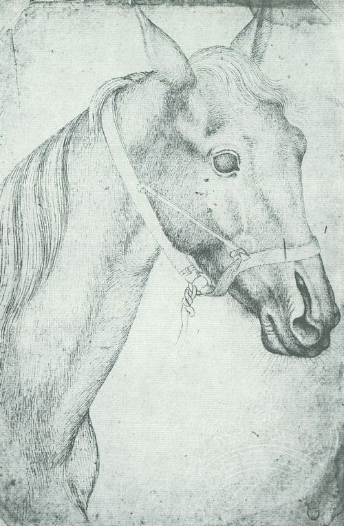 Pisanello: Kopf eines gehalfterten Pferdes von rechts, leicht nach vorn gedreht, mit schlitzartigen Nstern