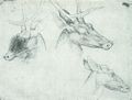 Pisanello: Zwei Studien von Hirschkpfen und der Kopf einer Hirschkuh