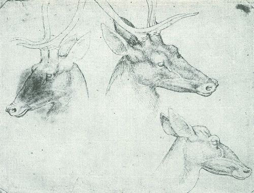 Pisanello: Zwei Studien von Hirschkpfen und der Kopf einer Hirschkuh