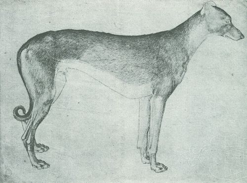 Pisanello: Windhund nach rechts schauend