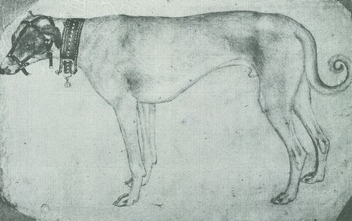 Pisanello: Windhund, nach rechts schauend mit Halsband und zugebundenem Mund