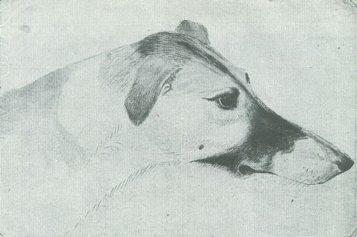 Pisanello: Kopf eines Windhundes von rechts