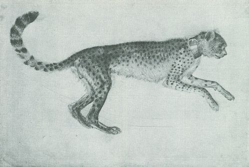 Pisanello: Cheetah nach rechts springend