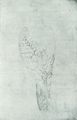Pisanello: Falke von hinten