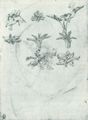 Pisanello: Studie von Blumen