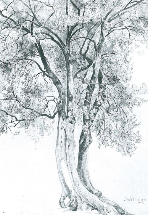 Kanoldt, Edmund: Studie einer Baumgruppe in Torbole