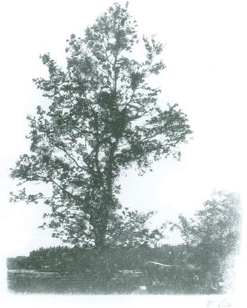 Leibl, Wilhelm Maria Hubertus: Der grosse Baum