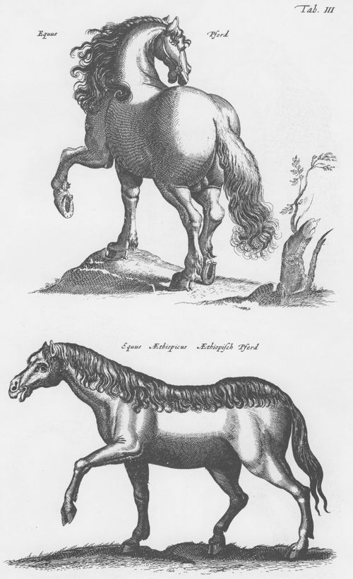 Merian d. ., Matthus: Welt der Tiere, Tab. III