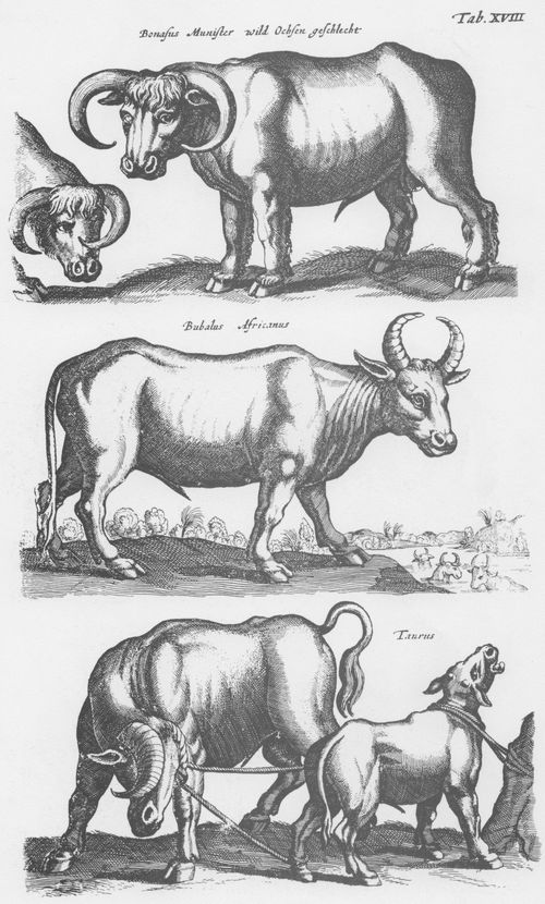 Merian d. ., Matthus: Welt der Tiere, Tab. XVIII