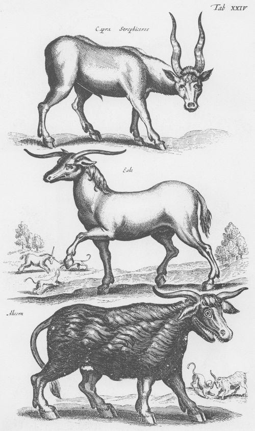 Merian d. ., Matthus: Welt der Tiere, Tab. XXIV