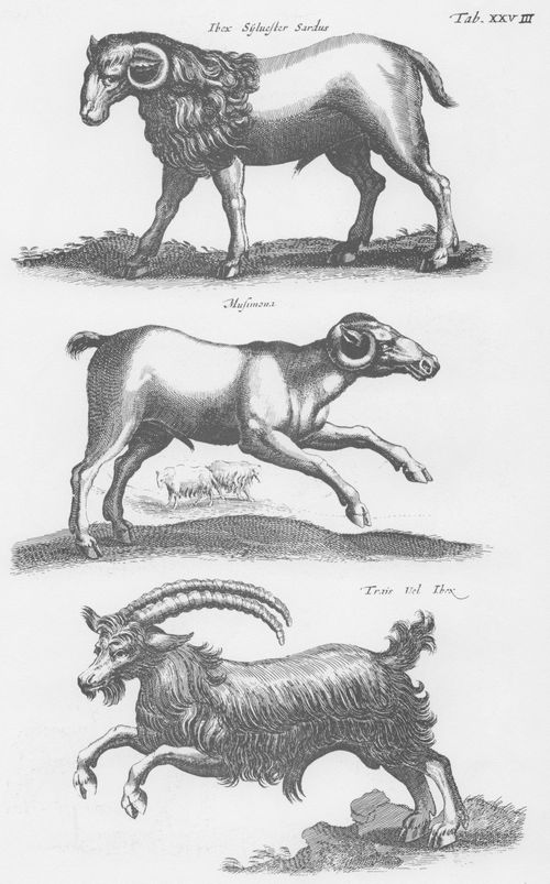Merian d. ., Matthus: Welt der Tiere, Tab. XXVIII
