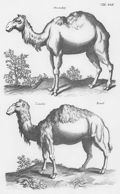 Merian d. ., Matthus: Welt der Tiere, Tab. XLII