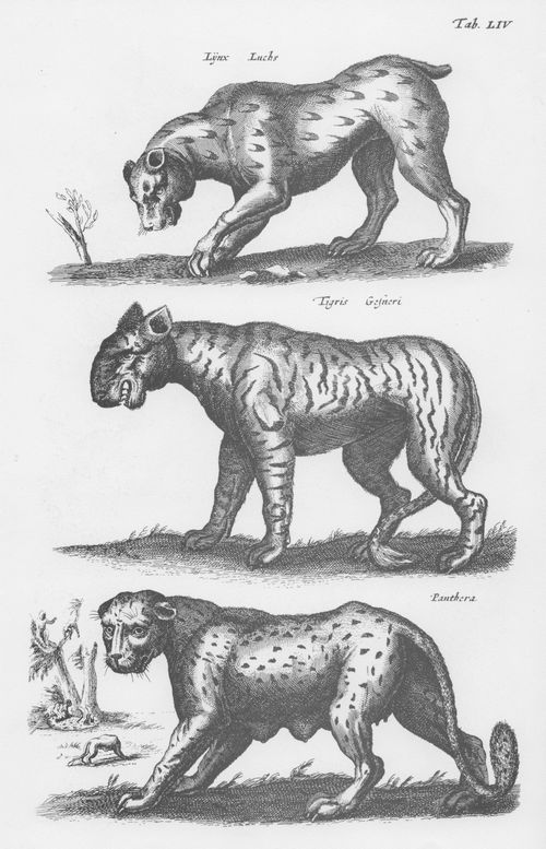Merian d. ., Matthus: Welt der Tiere, Tab. LIV