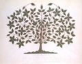 Cohoon, Hannah: Der Baum des Lichts (Blazing Tree)