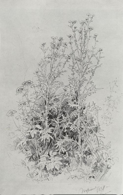 Schischkin, Iwan Iwanowitsch: Wildblumen