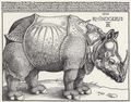 Dürer, Albrecht: Rhinozeros
