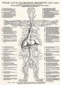 Negker, Jost de: »Anatomische Tafeln« des Jan van Calcar, Blatt_2: Die Venen