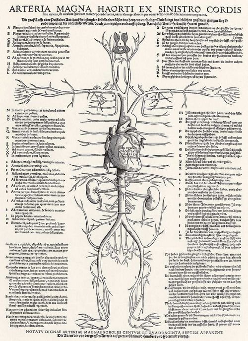 Anatomische Präparate