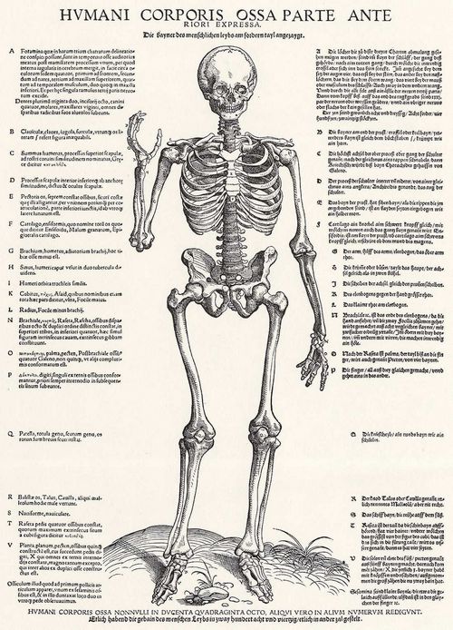Negker, Jost de: »Anatomische Tafeln« des Jan van Calcar, Blatt_4: Skelett, Vorderansicht