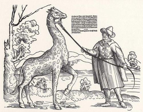 Str, Niklas: Giraffe