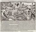 Kppeler, Bartholomus: Riesenschlange gefunden bei Tettwang am Bodensee
