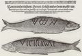 Kempen, Gottfried von: Bericht von wundersamen Heringen im norwegischen Meer und von Enten und Gänse in Kroatien, Dezember 1587