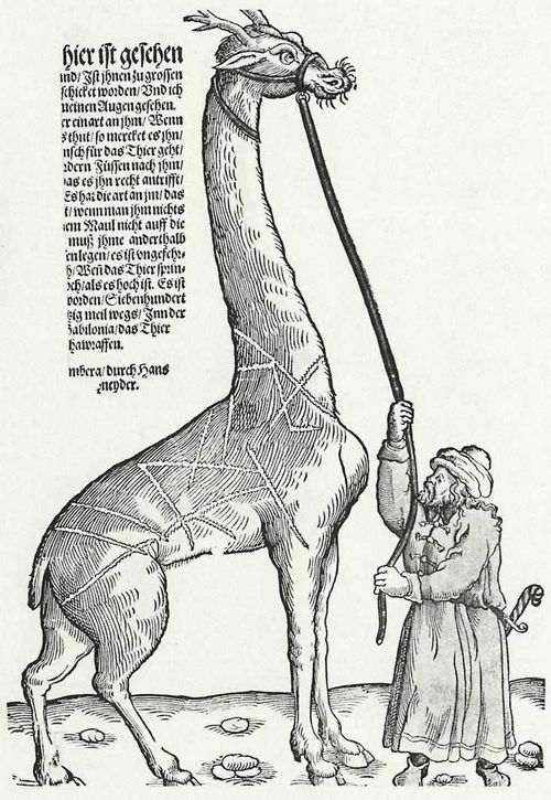 Weigel d. ., Hans: Giraffe, ein Wundertier