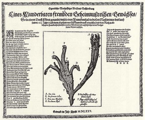 Deutscher Meister des 17. Jahrhunderts: Wunderttige, fremdartige Pflanze, gefunden bei Frankenthal