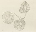 Katsushika Isai: Drei Samenkapseln der japanischen Lampion-Blume (Physalis alkekengi)