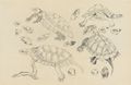 Katsushika Isai: Studienblatt mit Schildkröten