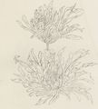 Katsushika Isai: Zwei Chrysanthemenblüten