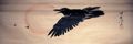 Kawanabe Kyosai: Krähe und untergehende Sonne