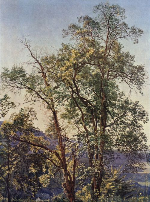 Iwanow, Alexander Andrejewitsch: Olivenbaum
