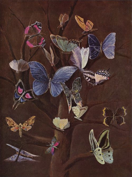 Kaulbach, Wilhelm von: Schmetterlinge