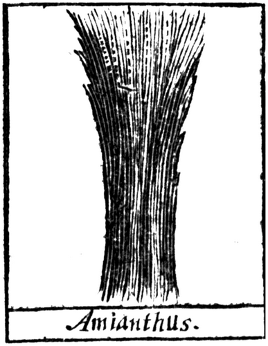 Amianthus.