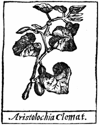 Aristolochia Clemat.