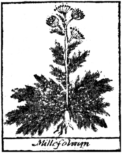 Millefolium.