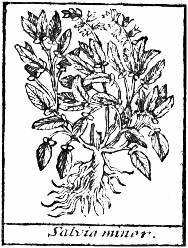 Salvia minor.