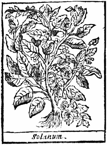 Solanum.