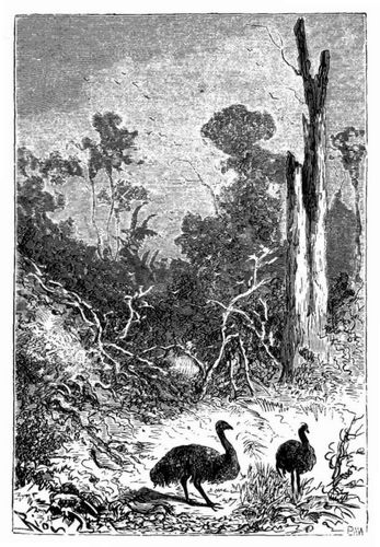 Ein friedliches Emu-Prchen. (S. 471.)